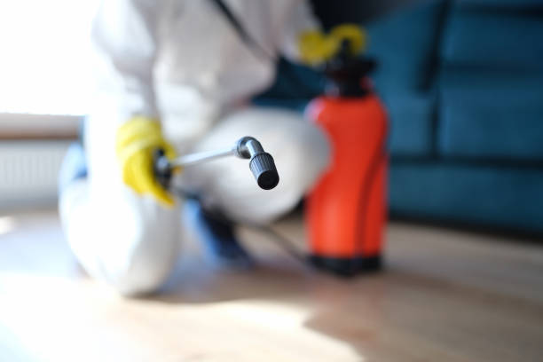 Best Black Mold Removal  in Willowick, OH