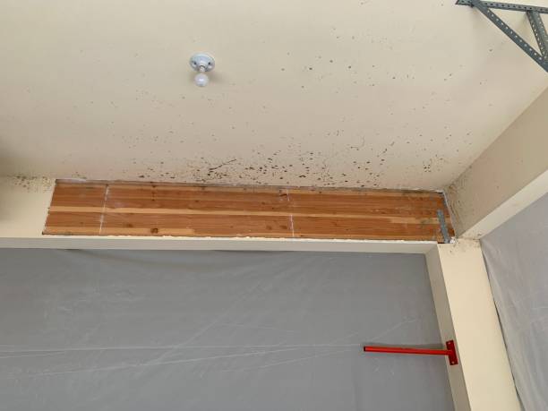 Forensic Mold Investigation in Willowick, OH