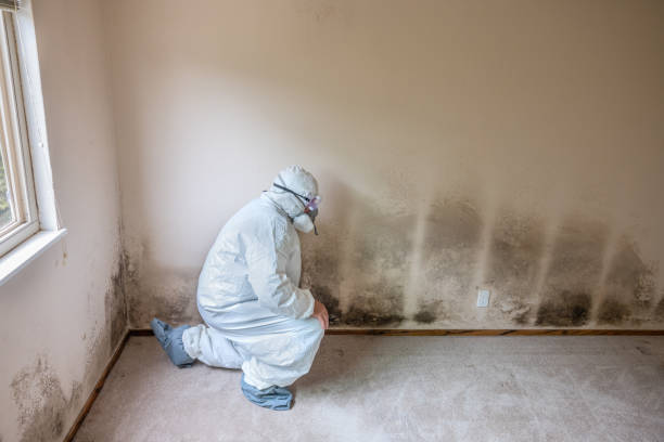 Best Mold Damage Restoration  in Willowick, OH