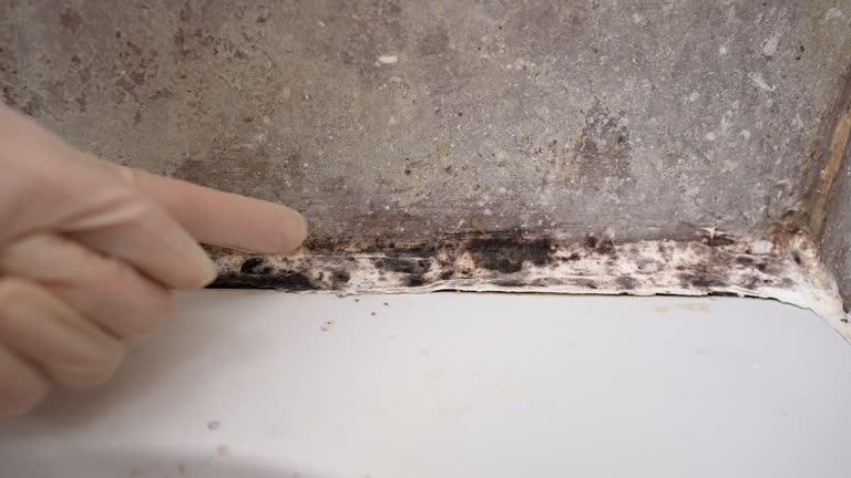 Best Residential Mold Inspection & Testing  in Willowick, OH